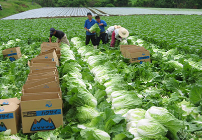 ĐƠN HÀNG TRỒNG VÀ THU HOẠCH RAU NHÀ KÍNH   -   THI TUYỂN 7/2023