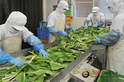 ĐƠN HÀNG TRỒNG VÀ THU HOẠCH RAU CẢI   -   THI TUYỂN 7/2023